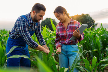 The young mixed-race farming couple in their cornfield, assessing growth, health, and potential...