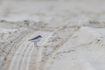 Red-capped plover on sand tracks on a beach. Another name is a red-capped dotterel. Scientic name Charadrius ruficapillus
