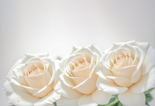 white rose flowers banner. Close up of white rose flowers on white background. copy space. Generative AI