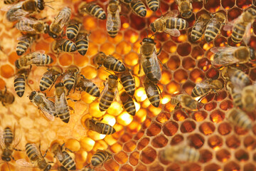 Honey bees on hexagon beehive