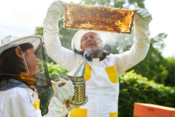 Girl holding smoker while male apiarist analyzing honeycomb frame