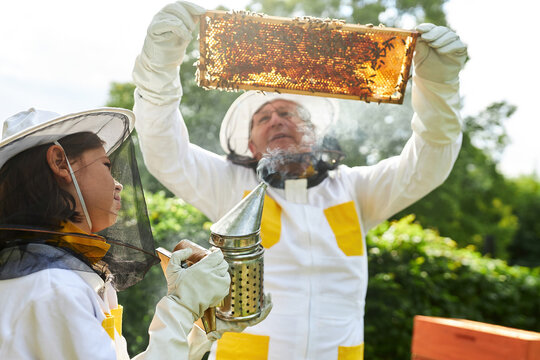 Girl holding smoker while male apiarist analyzing honeycomb frame - Powered by Adobe