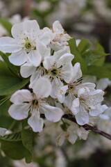 apple tree flowers