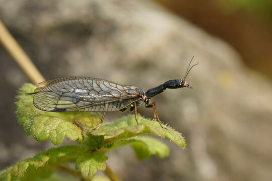 Closeup on the odd shaped Oak Snakefly, Phaeostigma notata sitting on a green leaf