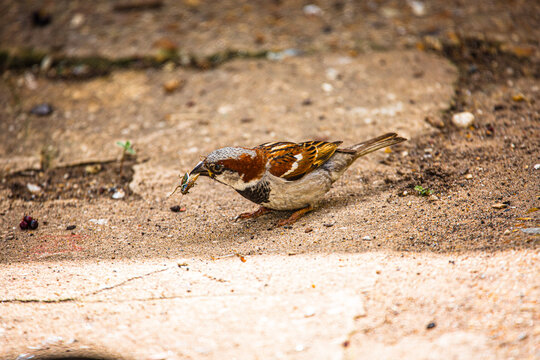 House sparrow on the ground eating a grass hopper