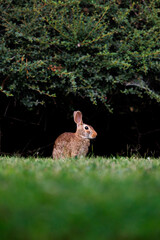 Old world rabbit (Oryctolagus cuniculus) in grass in Piemont
