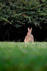 Old world rabbit (Oryctolagus cuniculus) in grass in Piemont