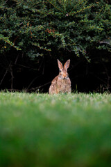 Old world rabbit (Oryctolagus cuniculus) in grass in Piemont