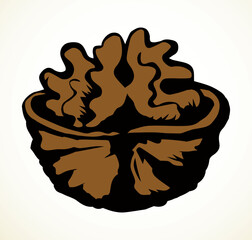 Broken walnut kernel. Vector drawing