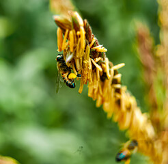 Bees at work collecting pollen during summer from maize flower in the farm so that they can use them as food during rain season.
