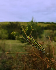 caterpillar on leaf