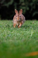 Old world rabbit (Oryctolagus cuniculus) in grass in Piemont