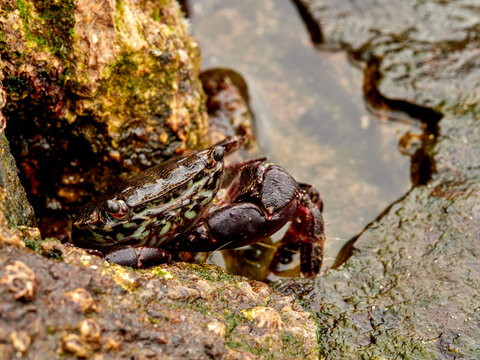 Black Marbled Crab. Pachygrapsus marmoratus