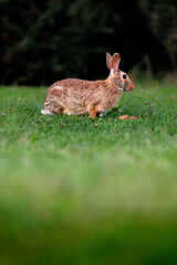 Old world rabbit (Oryctolagus cuniculus) in grass in Piemont
