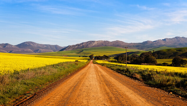 A beautiful landscape showing farmland planted with Canola, near Caledon, Western Cape, South Africa.