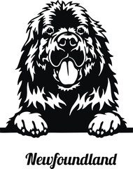 Newfoundland Peeking Dog - head isolated on white