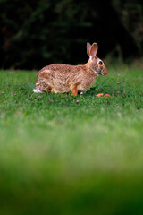 Old world rabbit (Oryctolagus cuniculus) in grass in Piemont