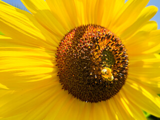 Naklejka premium Honey bee pollinating bright yellow sunflower in summer for apiculture, pollination and beekeeping concept