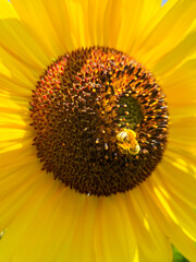Honey bee pollinating bright yellow sunflower in summer for apiculture, pollination and beekeeping concept