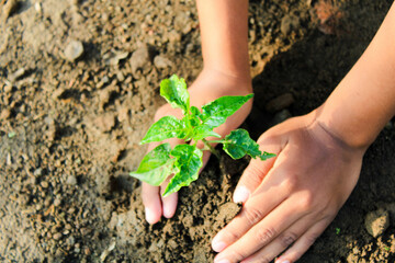 planting tree in garden. concept save world green earth