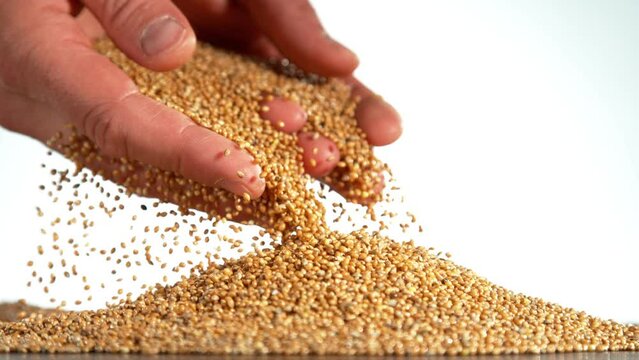 Falling of grain millet from farmers hands, close-up, macro shot. Filmed on high speed cinematic camera at 1000 fps.