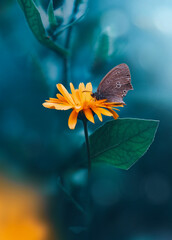 Close up of a butterfly on a yellow calendula flower. Teal blue contrasting background with soft focus, blurred elements and bokeh bubbles. Bright colorful subject against dark and moody background