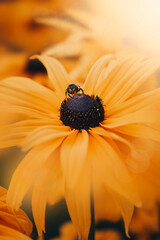 Close up of a bee on yellow rudbeckia flower. Soft focus, blurred elements and bokeh bubbles....