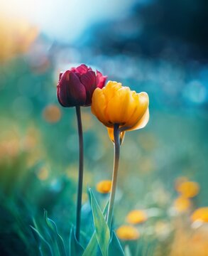 Close up of two tulip flowers in red and yellow color. Teal blue contrasting background with soft focus, blurred elements and bokeh bubbles. Bright colorful subject against dark and moody background