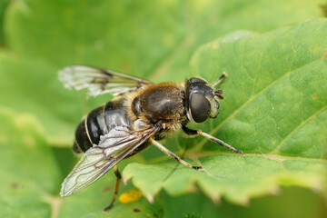Closeup on a Spot-winged Drone Fly, Eristalis rupium sitting on a green leaf