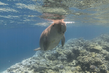 Dugong dugon (sea cow) swimming over coral reef