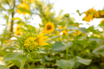 sunflower against sunny blue sky, sunflower cultivation concept