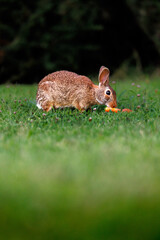 Old world rabbit (Oryctolagus cuniculus) in grass in Piemont
