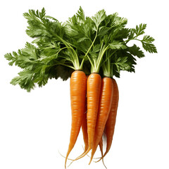 bunch of carrotspng . carrots png. carrots isolated. carrots. vegetable. food. tasty. organic. eco. fresh