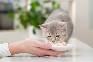 Katze bekommt Futter, frisst Nassfutter