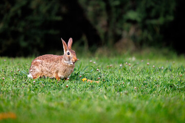 Old world rabbit (Oryctolagus cuniculus) in grass in Piemont