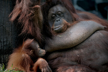 Bornean orangutan breastfeeding her baby