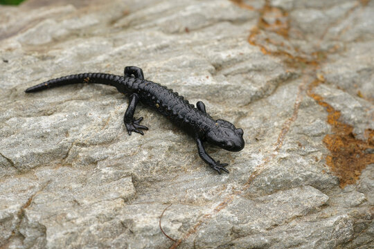 Closeup on the secretice black Alpine salamander, Salamandra atra in Austria