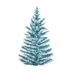 Illustration of a  spruce hand painted in watercolor