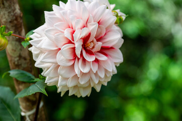 pink dahlia flower in garden