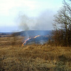 Dry grass fire on the field