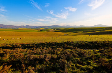 Fototapeta na wymiar A beautiful landscape showing farmland planted with Canola, near Caledon, Western Cape, South Africa.