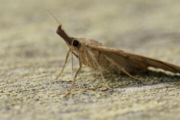 Closeup on the brown snout moth, Hypena proboscidalis sitting on wood