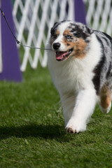Australian Shepherd walking on exhibit during a conformation event