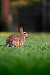 Old world rabbit (Oryctolagus cuniculus) in grass in Piemont