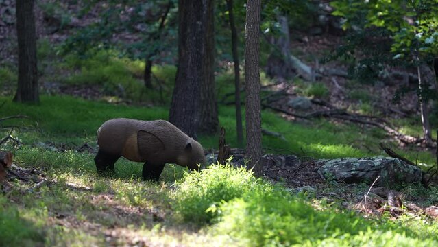 A 3D boar, hog, or peccary decoy target set up in a forest for bowhunter practice and competition.