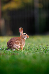 Old world rabbit (Oryctolagus cuniculus) in grass in Piemont