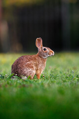 Old world rabbit (Oryctolagus cuniculus) in grass in Piemont