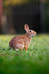 Fototapeta premium Old world rabbit (Oryctolagus cuniculus) in grass in Piemont