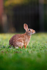 Old world rabbit (Oryctolagus cuniculus) in grass in Piemont