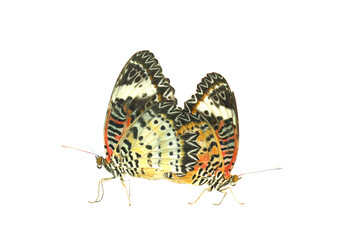 Butterflies breeding on transparent background. (PNG File)